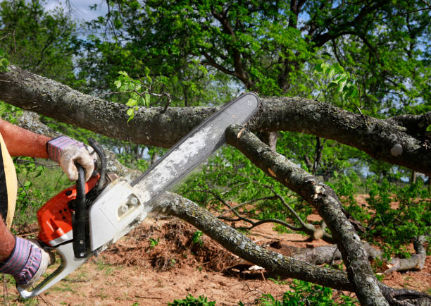 Trusted Diamond Springs, CA Tree Service Experts